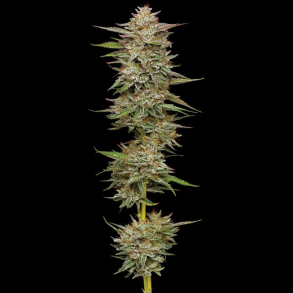 Banana OG Auto > Humboldt Seed Company | Autoflowering Cannabis   |  Sativa